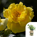 Rose Flower carpet Gold 4L pot GW