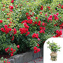 Rose Flower carpet Scarlet 4L pot GW