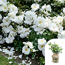 Rose Flower carpet White 4L pot GW