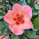 Rose 'For Your Eyes Only' 4L pot (ROTY 2015) GW