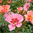 Rose 'For Your Eyes Only' 4L pot (ROTY 2015) GW