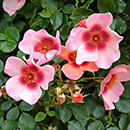 Rose 'For Your Eyes Only' 4L pot (ROTY 2015) GW