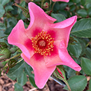 Rose 'For Your Eyes Only' 4L pot (ROTY 2015) GW