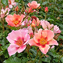 Rose 'For Your Eyes Only' 4L pot (ROTY 2015) GW