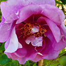 Rose Forget You Not 4L pot GW