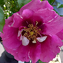 Rose Memories and Moments 4L pot C GW