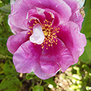 Rose Memories and Moments 4L pot C GW