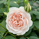 Rose Home Sweet Home 4L pot GW