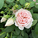 Rose Home Sweet Home 4L pot GW