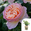 Rose Sandra's Rose 4L pot GW