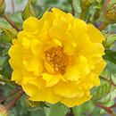 Rose Golden Wedding Celebration 4L Pot GW