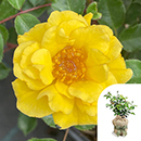 Rose Golden Patio 4L pot GW