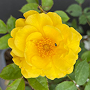 Rose Golden Patio 4L pot GW