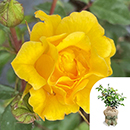 Rose Tina's Rose 4L Pot GW