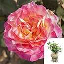 Rose Gorgeous 4L pot GW