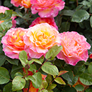 Rose Gorgeous 4L pot GW