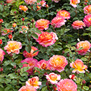 Rose Gorgeous 4L pot GW