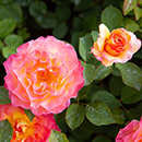 Rose Gorgeous 4L pot GW