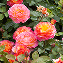 Rose Gorgeous 4L pot GW