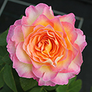 Rose Gorgeous 4L pot GW