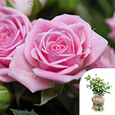 Rose Special Daughter 4L pot GW