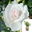 Rose Silver Wedding 25th Anniver. 4L pot GW