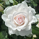 Rose Dame Deborah James 4L pot GW