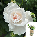 Rose Timothy's Rose 4L Pot GW