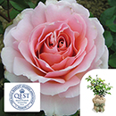 Rose The Queen Elizabeth II Rose 4L pot C GW