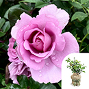 Rose Harry Edland 4L Pot GW