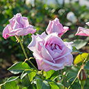 Rose Sapphire Wedding 45th Anniver. 4L GW