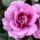 Rose Blue Moon 4L Pot GW