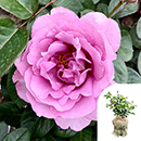 Rose Peter Ayliffe 4L Pot GW