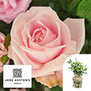 Rose Jane Austen's Emma Rose 4L Pot C GW