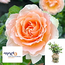 Rose Rob Burrow CBE for MND 4L pot C GW