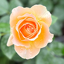 Rose Rob Burrow CBE for MND 4L pot C GW