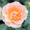 Rose Rob Burrow CBE for MND 4L pot C GW