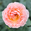 Rose Rob Burrow CBE for MND 4L pot C GW