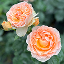 Rose Rob Burrow CBE for MND 4L pot C GW