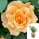 Rose Henrietta Barnet 4L Pot GW