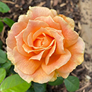 Rose Henrietta Barnet 4L Pot GW