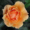 Rose Henrietta Barnet 4L Pot GW