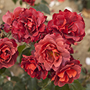 Rose Hot Chocolate 4L pot (ROTY 2006) GW