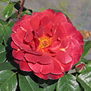 Rose Hot Chocolate 4L pot (ROTY 2006) GW