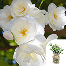 Rose Laura's Rose 4L Pot GW