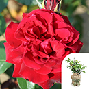 Rose Loving Memories 4L pot GW