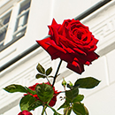 Rose Loving Memories 4L pot GW