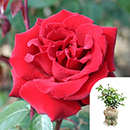 Rose Ingrid Bergman 4L pot GW