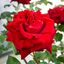 Rose Ingrid Bergman 4L pot GW