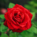 Rose Ingrid Bergman 4L pot GW